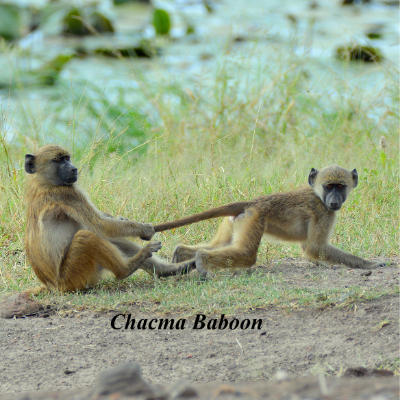 Chacma Baboon